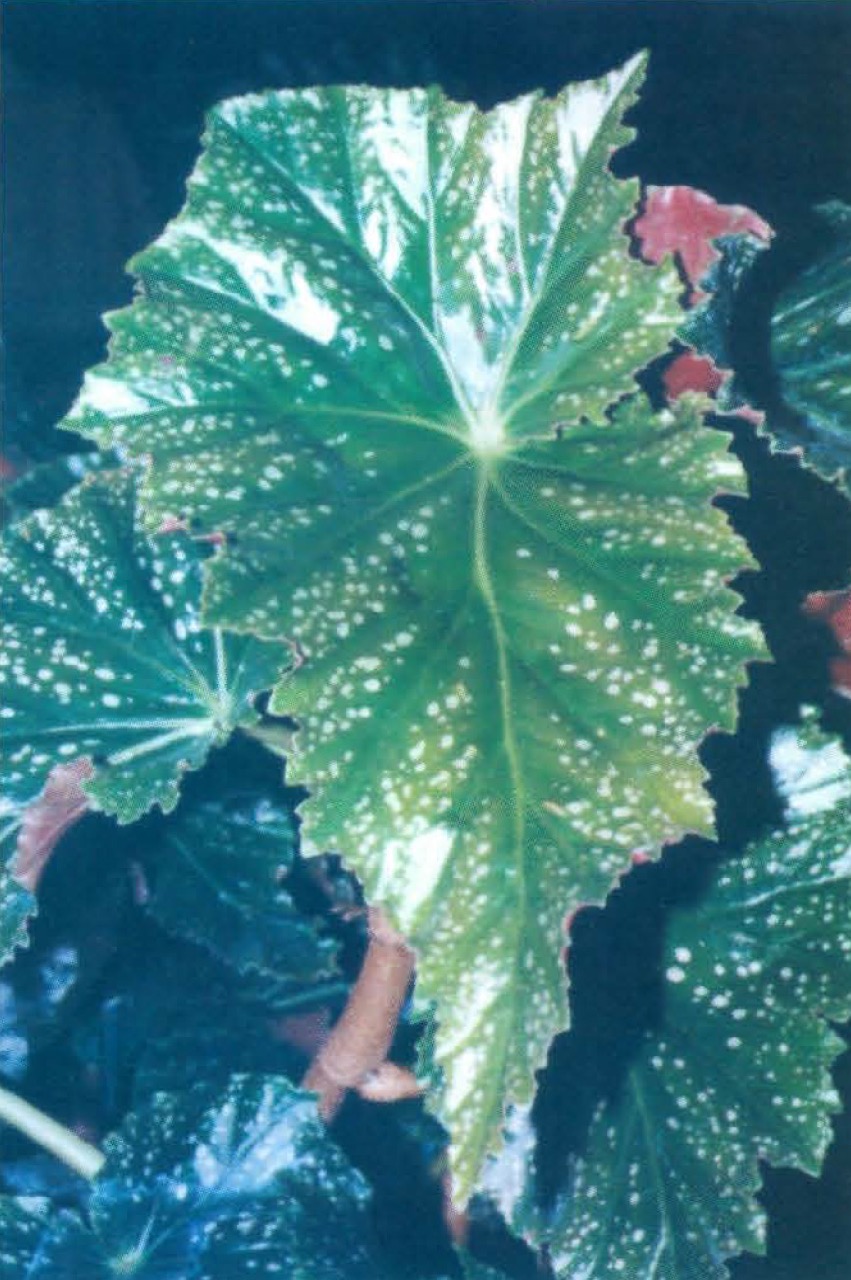 B. ‘Kusler's Speckled’